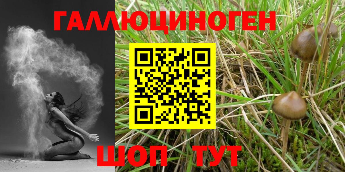 где купить наркоту  Вход с VPN  Тимашёвск  Галлюциногенные грибы GOLDEN TEACHER  Галлюциногенные грибы GOLDEN TEACHER 