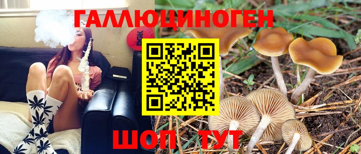 Псилоцибиновые грибы Psilocybe Тимашёвск